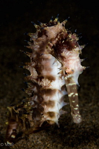 Thorny seahorse. by Mehmet Salih Bilal 